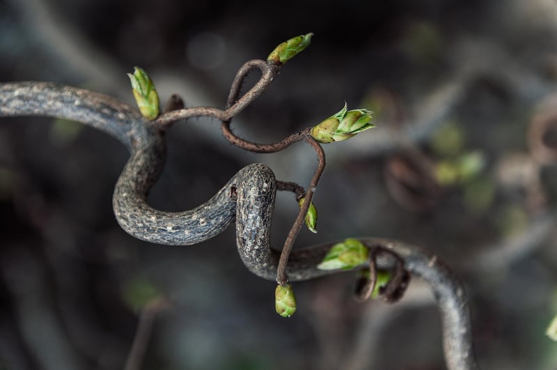Tree Branch Centerpiece
